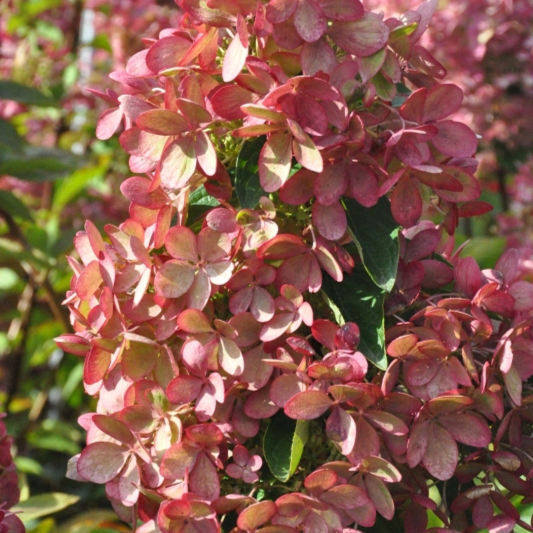 Hydrangea paniculata Pastelgreen ®
