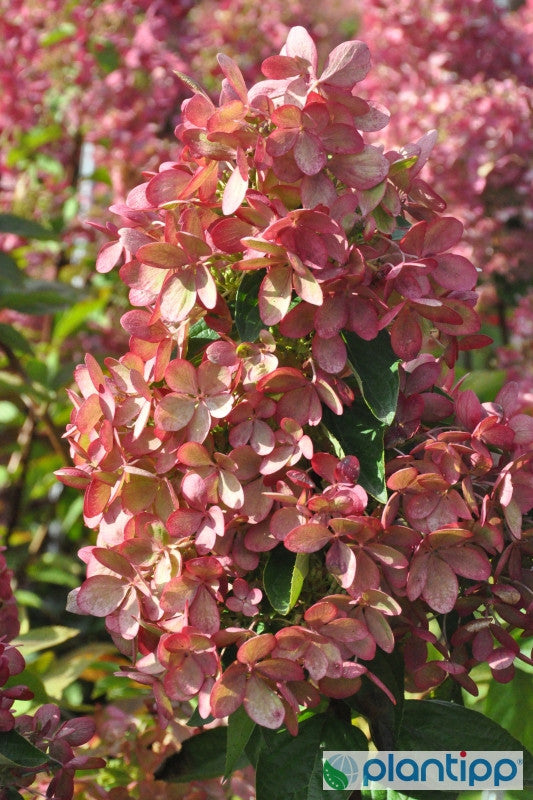Hydrangea paniculata Pastelgreen ®