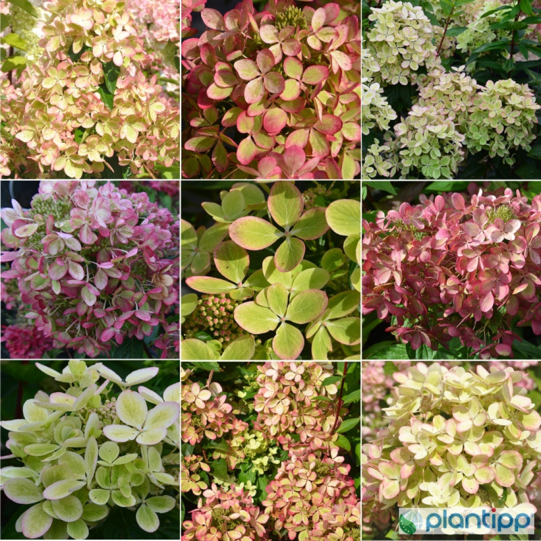 Hydrangea paniculata Pastelgreen ®