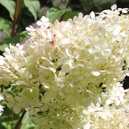 Hydrangea paniculata 'Phantom'