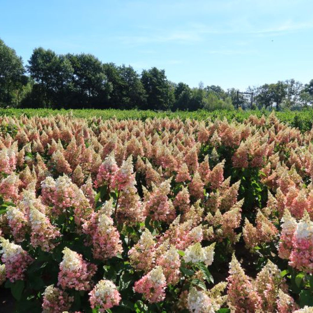 Hydrangea paniculata 'Pinky Winky'