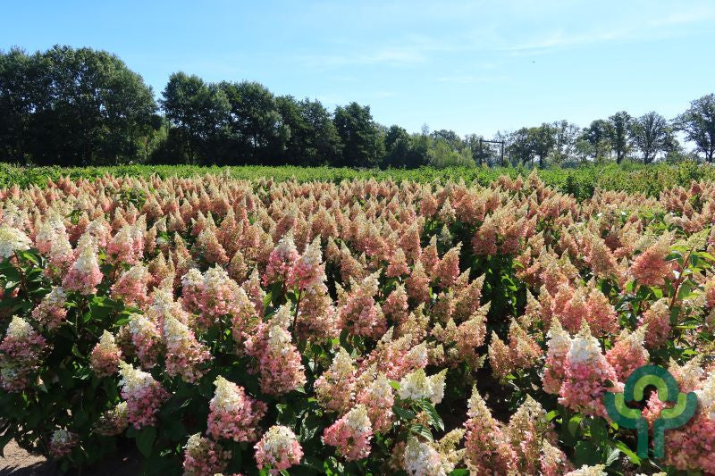 Hydrangea paniculata 'Pinky Winky'