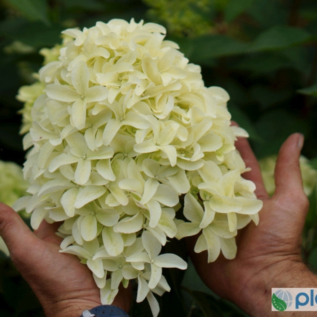 Hydrangea paniculata 'Skyfall'
