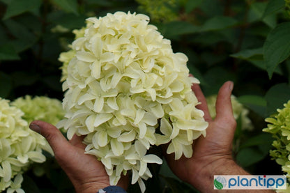 Hydrangea paniculata 'Skyfall'
