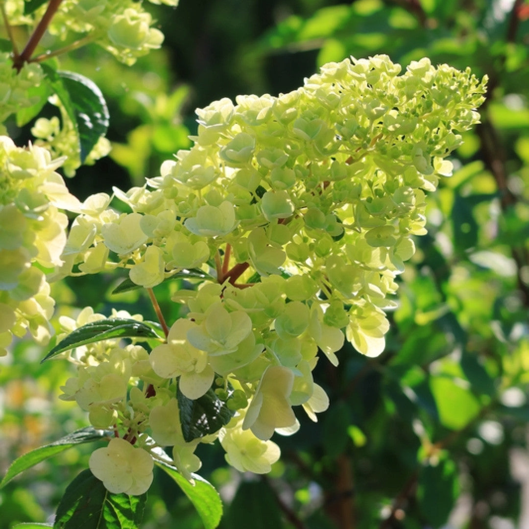 Hydrangea paniculata Sundae Fraise