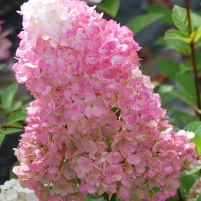 Hydrangea paniculata Sundae Fraise