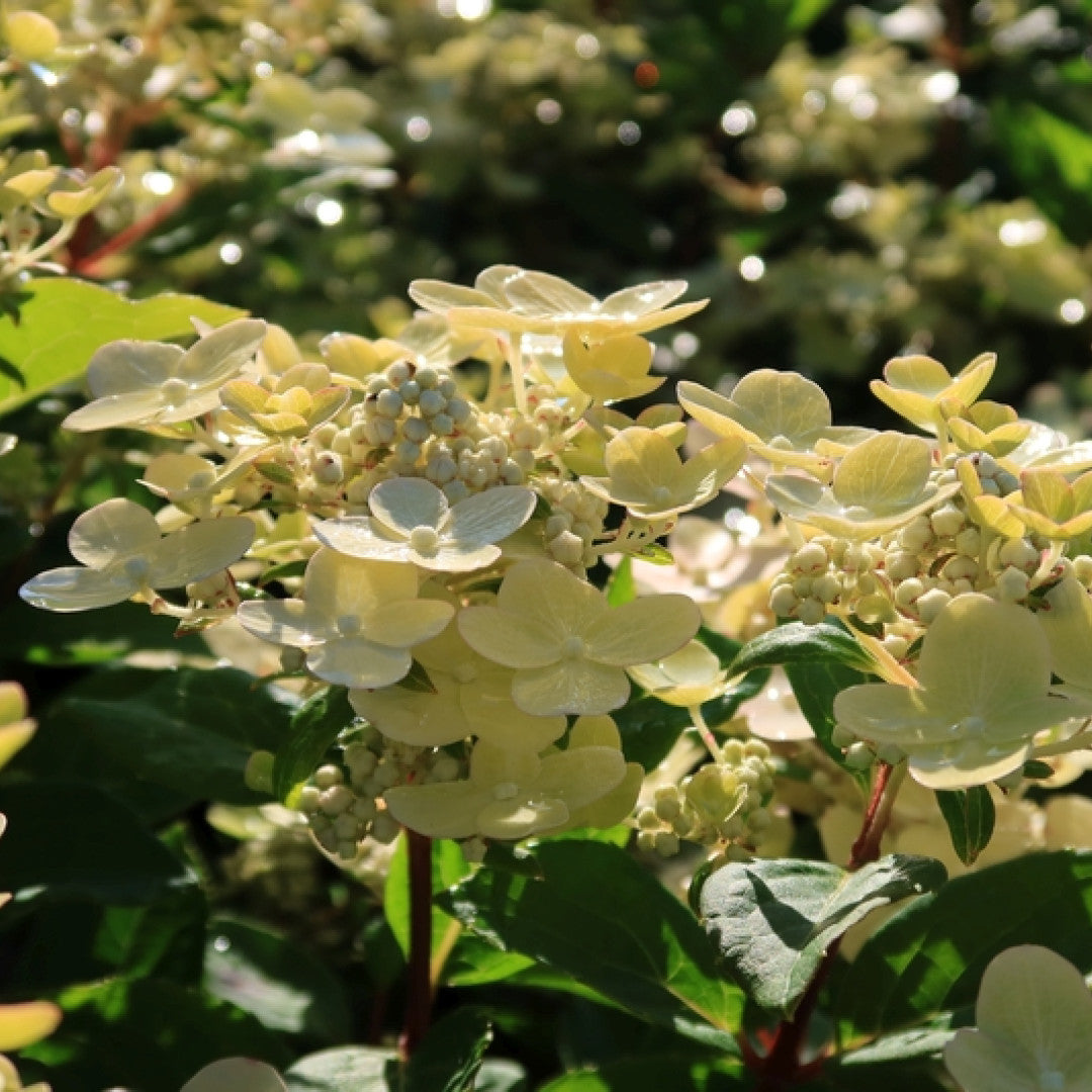 Hydrangea paniculata 'Switch Ophelia' ®