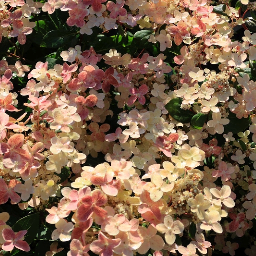 Hydrangea paniculata 'Switch Ophelia' ®