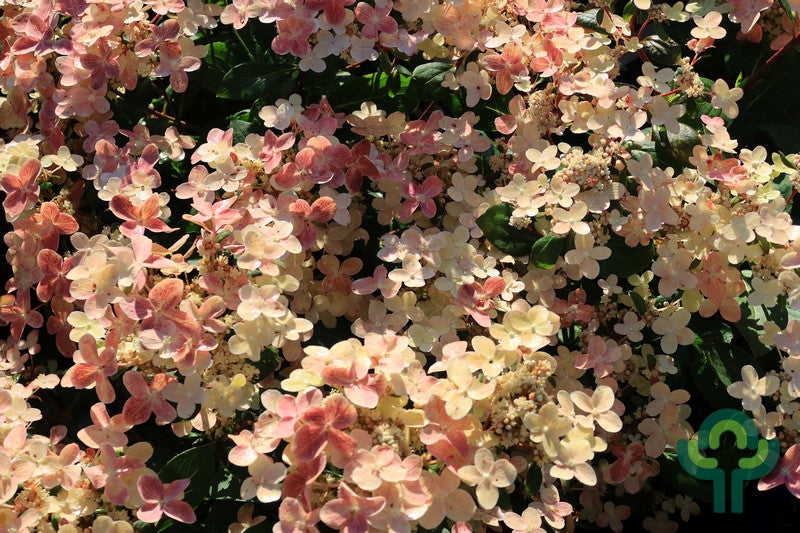Hydrangea paniculata 'Switch Ophelia' ®