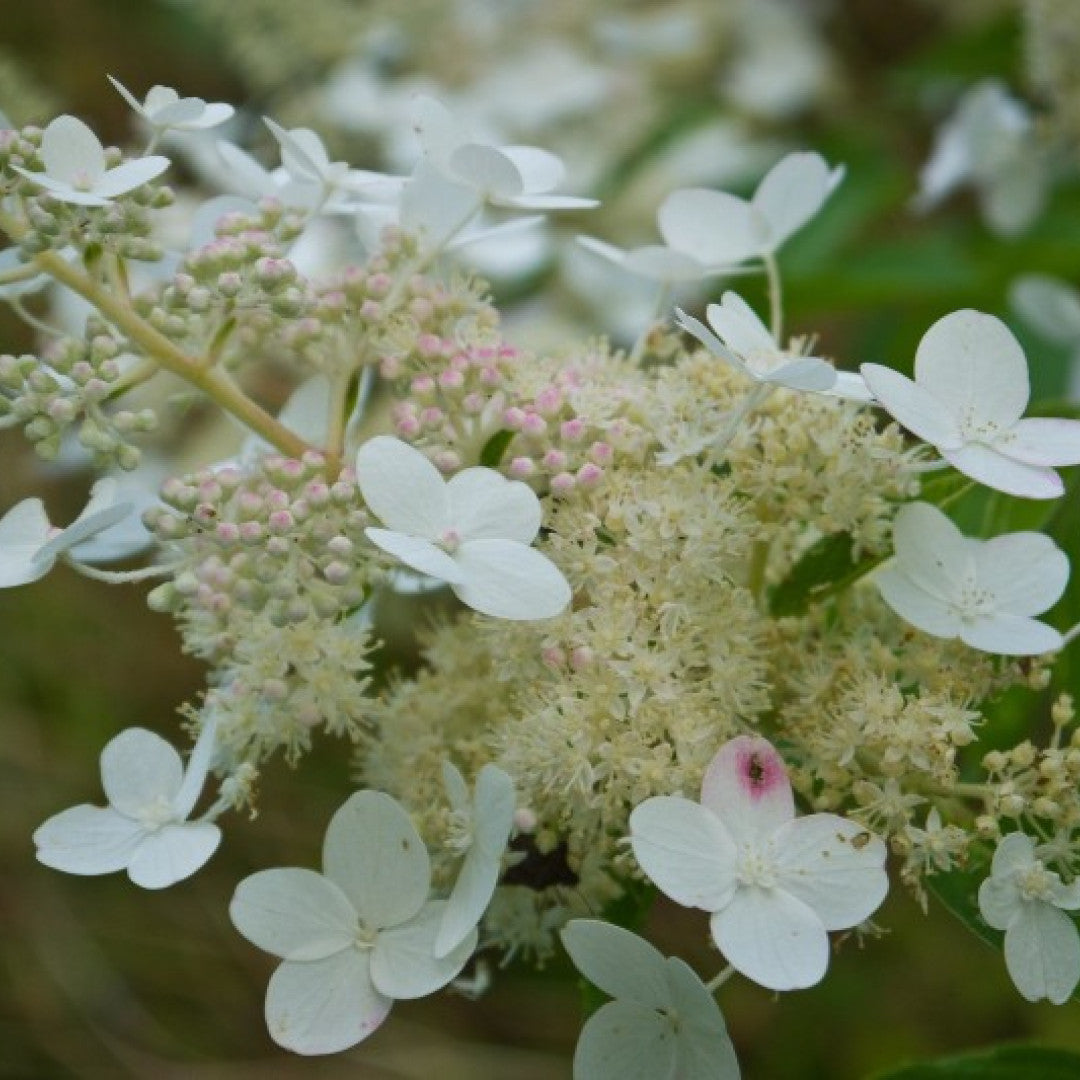 Hydrangea paniculata 'Tardiva'