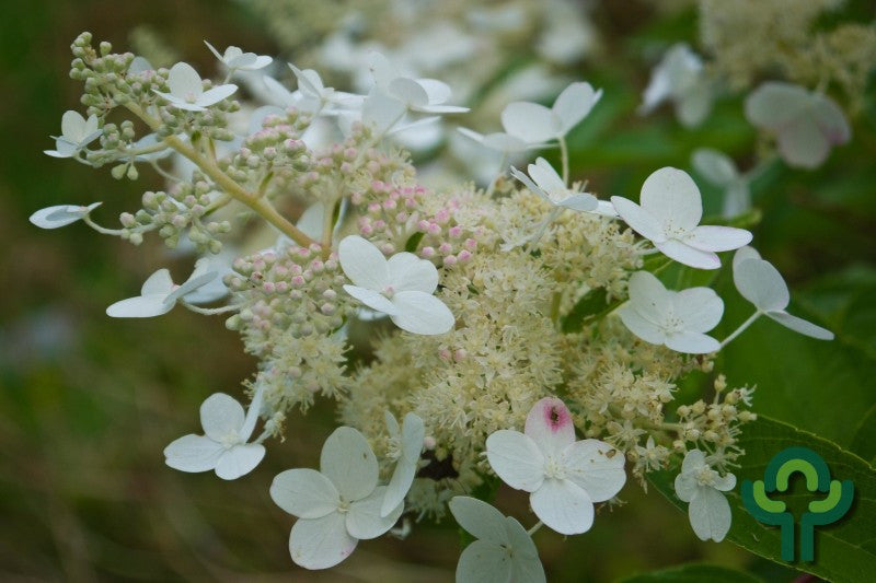 Hydrangea paniculata 'Tardiva'