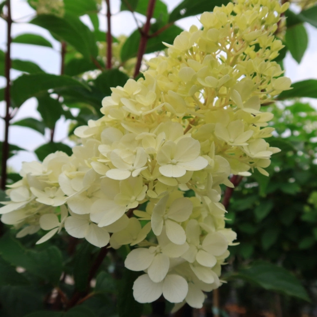 Hydrangea paniculata Vanille Fraise