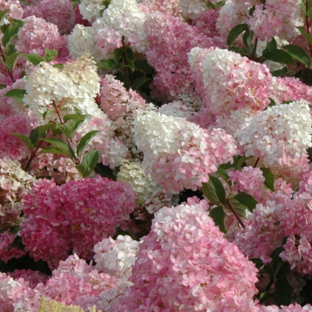 Hydrangea paniculata Vanille Fraise
