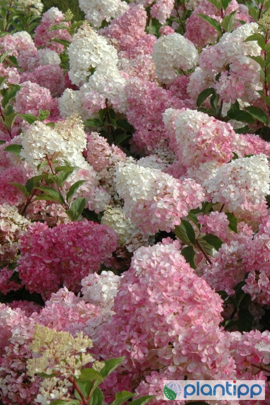 Hydrangea paniculata Vanille Fraise