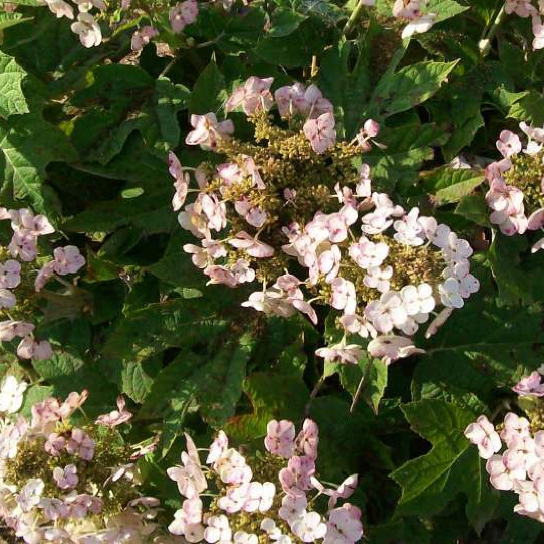 Hydrangea quercifolia 'Munchkin'