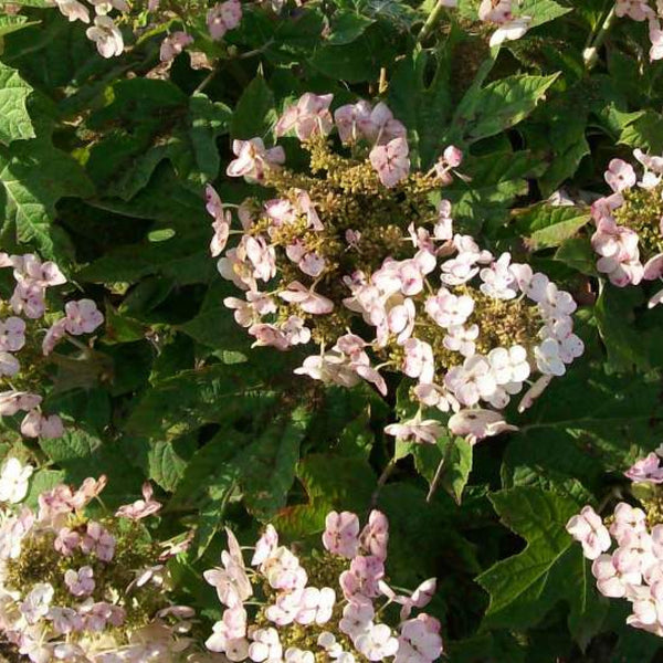 Hydrangea quercifolia 'Munchkin'