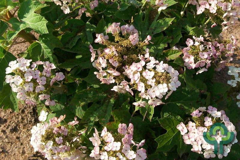 Hydrangea quercifolia 'Munchkin'