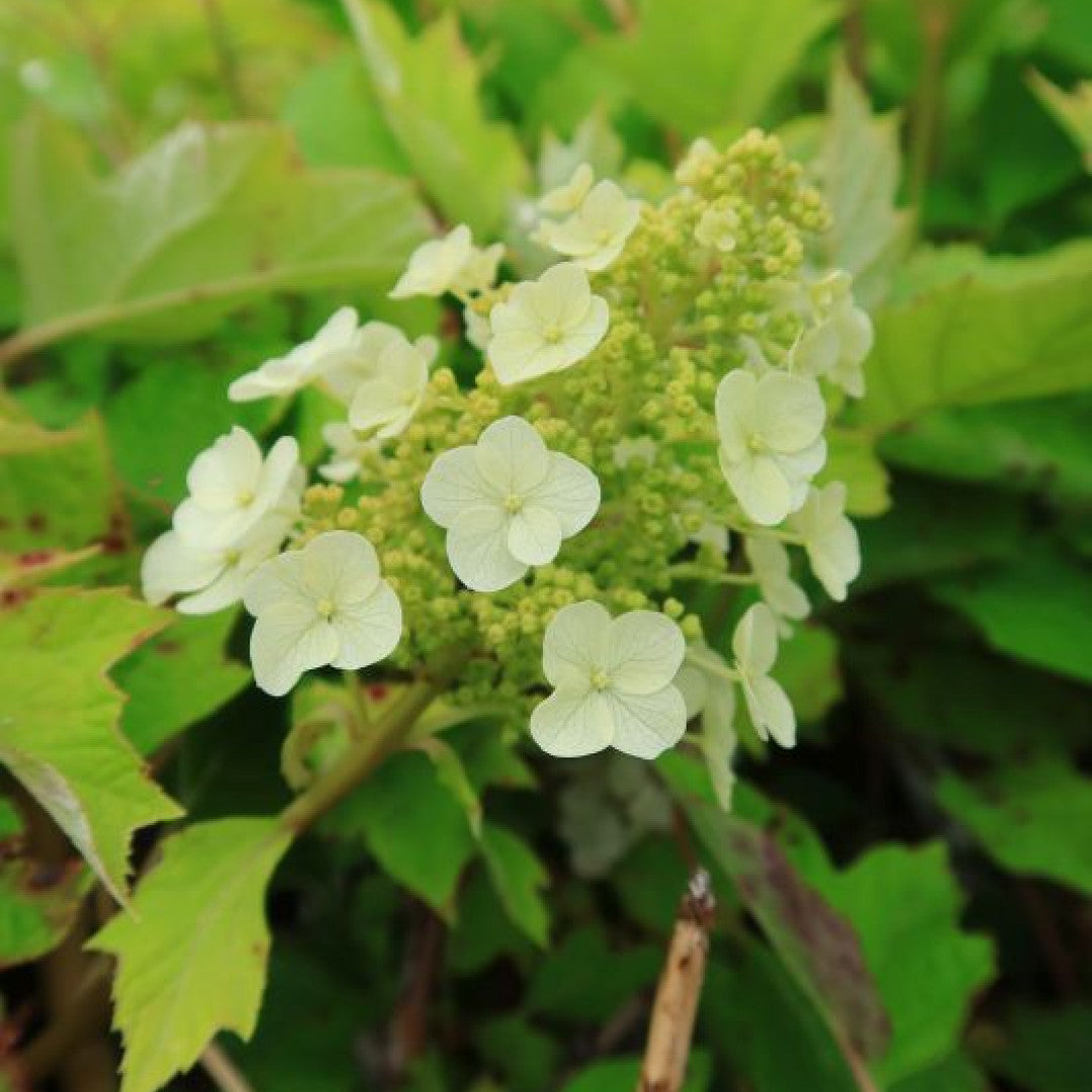 Hydrangea quercifolia 'Munchkin'