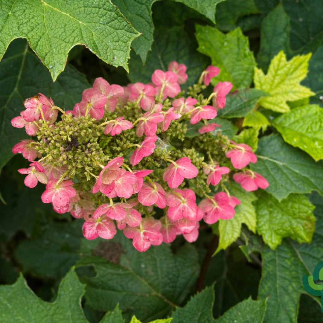 Hydrangea quercifolia 'Ruby Slippers'