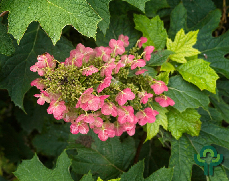 Hydrangea quercifolia 'Ruby Slippers'