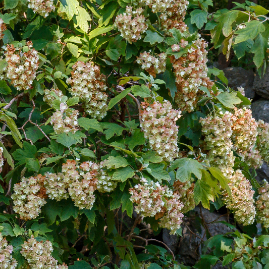 Hydrangea quercifolia Snowflake