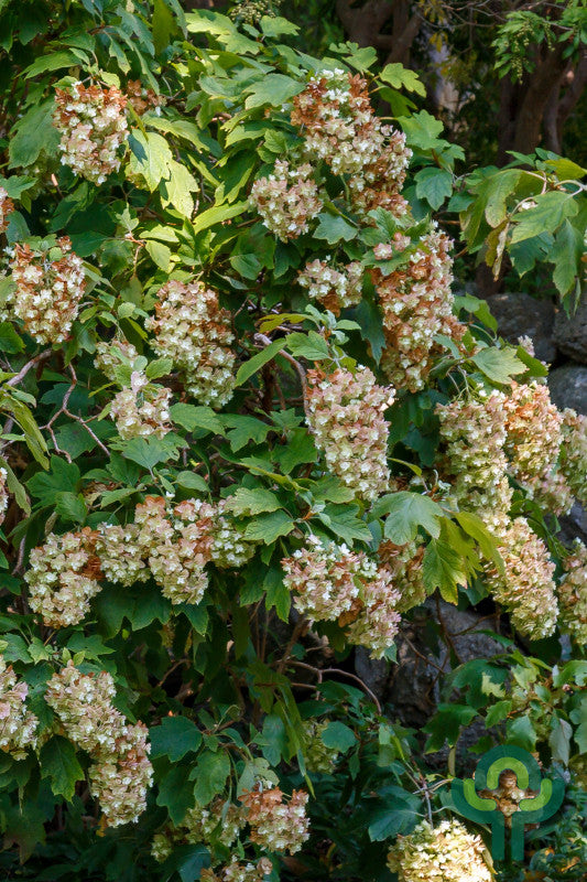 Hydrangea quercifolia Snowflake
