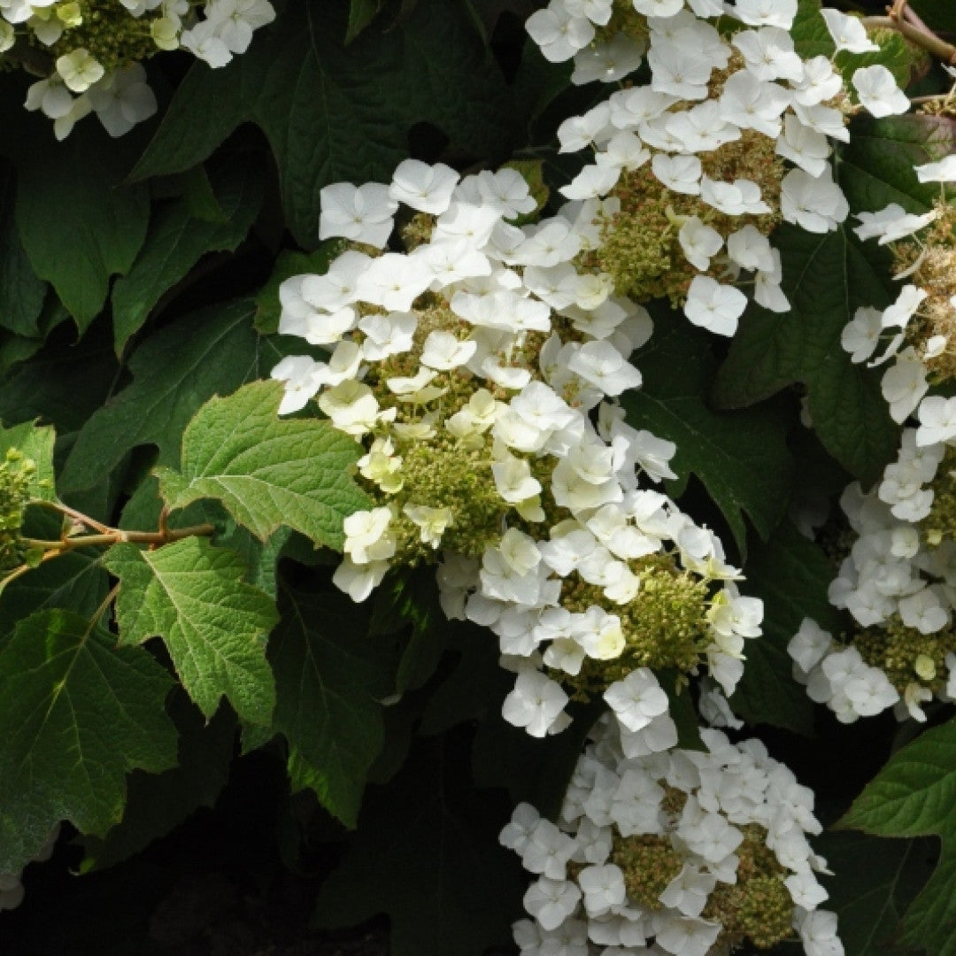 Hydrangea quercifolia