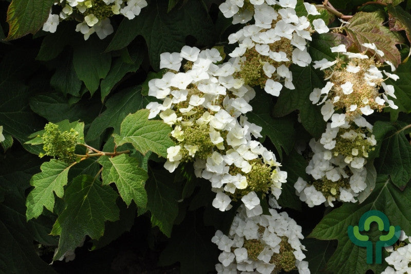 Hydrangea quercifolia