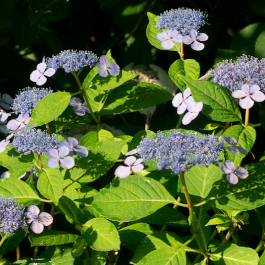 Hydrangea serrata 'Bluebird'