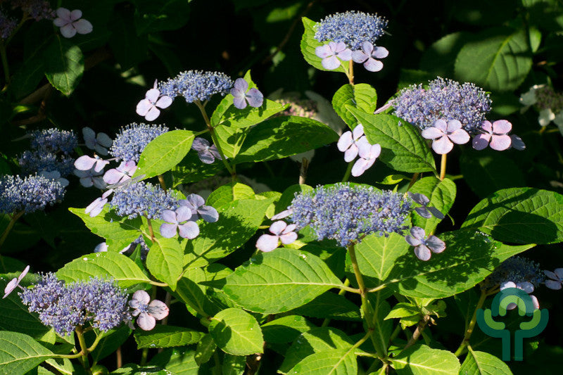 Berghortensia (Hydrangea serrata) 'Bluebird'