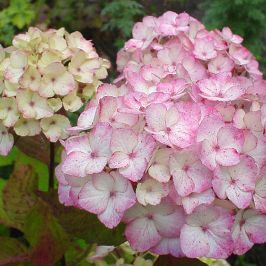 Hydrangea serrata 'Preziosa'