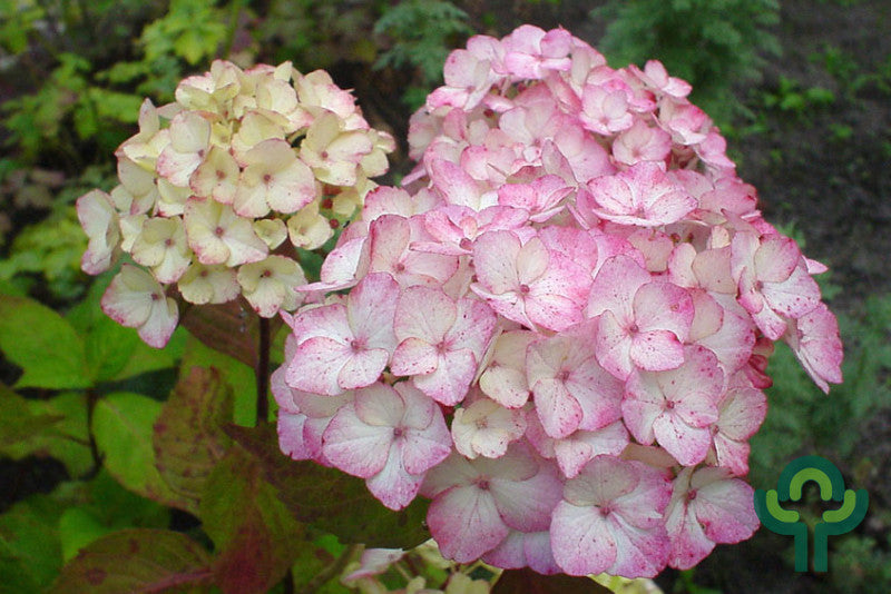 Berghortensia (Hydrangea serrata) 'Preziosa'