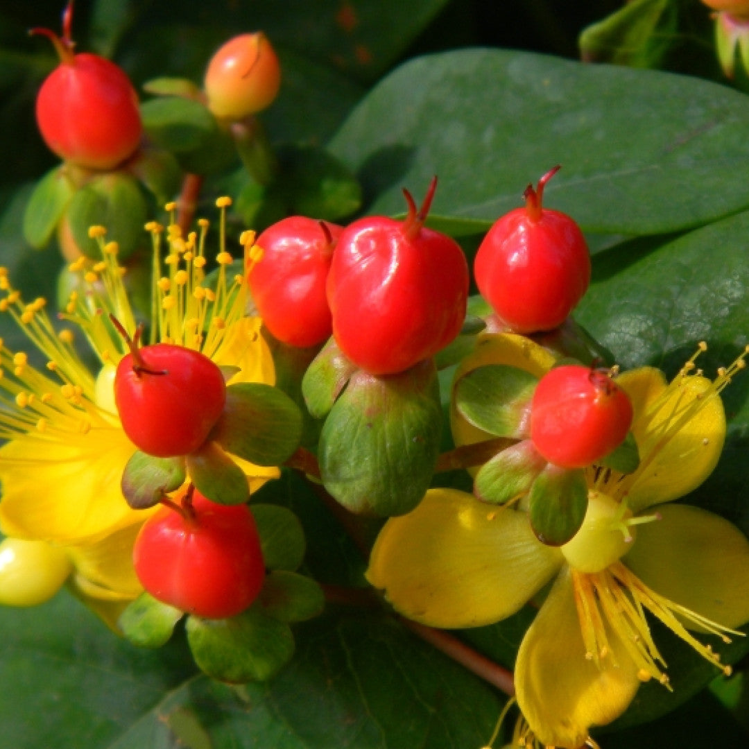 Hypericum 'Miracle Attraction'