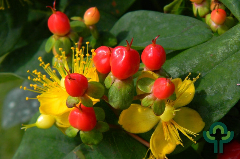 Hypericum 'Miracle Attraction'