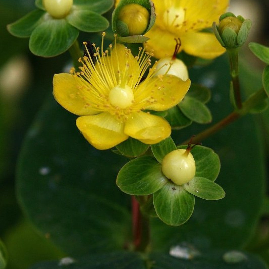 Hypericum 'Miracle Blizz'