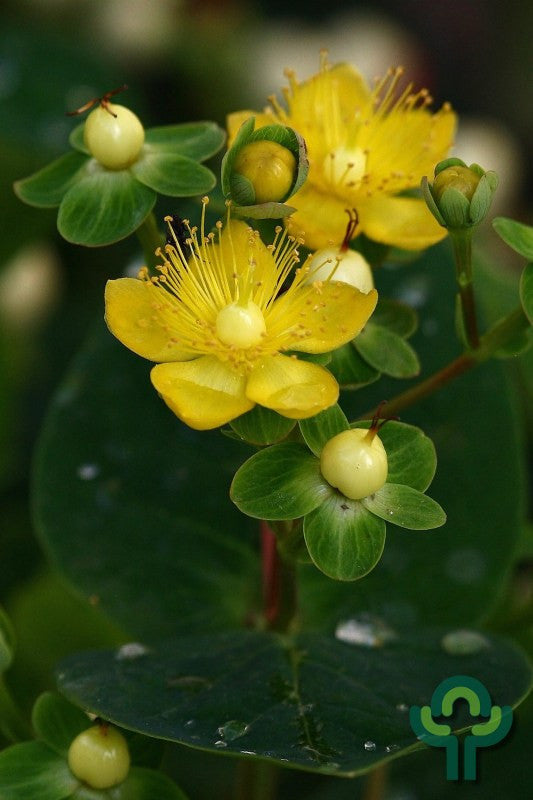 Hypericum 'Miracle Blizz'