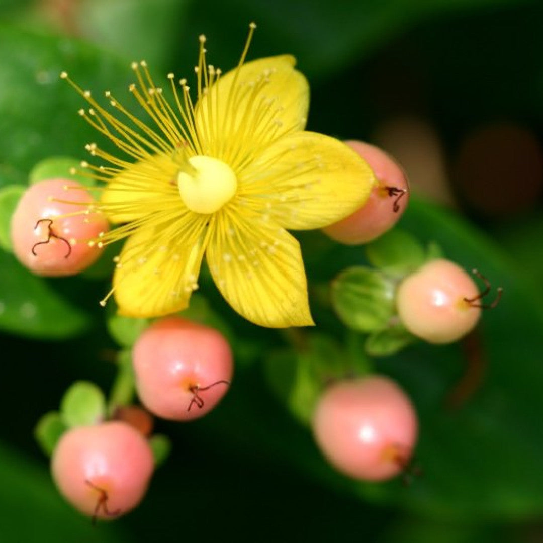 Hypericum 'Miracle Blossom'