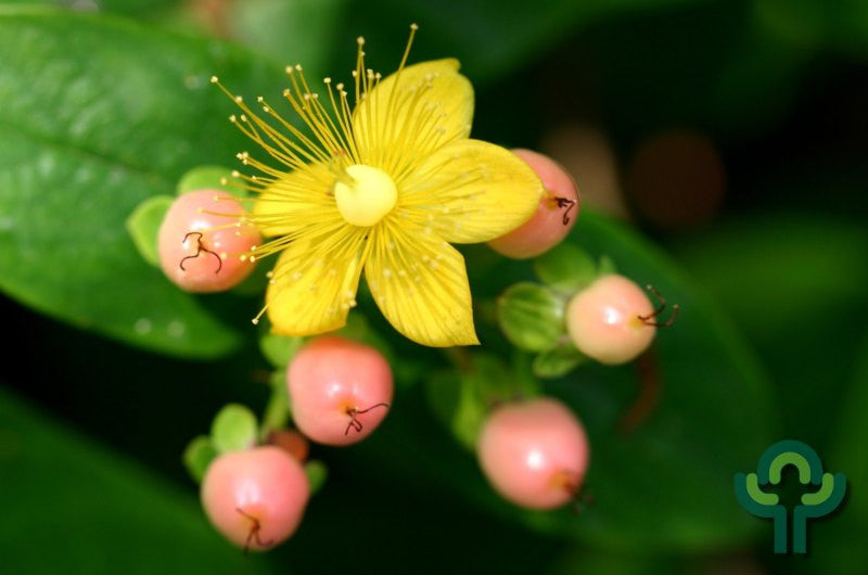 Hypericum 'Miracle Blossom'