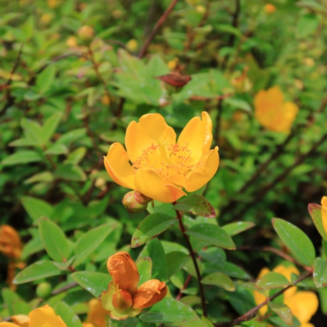 Hypericum densiflorum 'Peter Dummer'