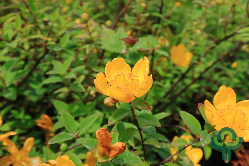 Hypericum densiflorum 'Peter Dummer'