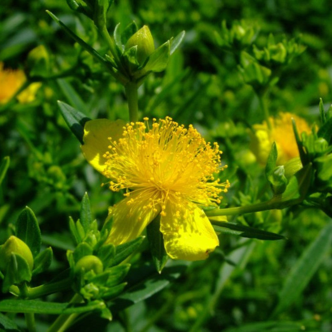 Hypericum kalmianum Sunny Boulevard