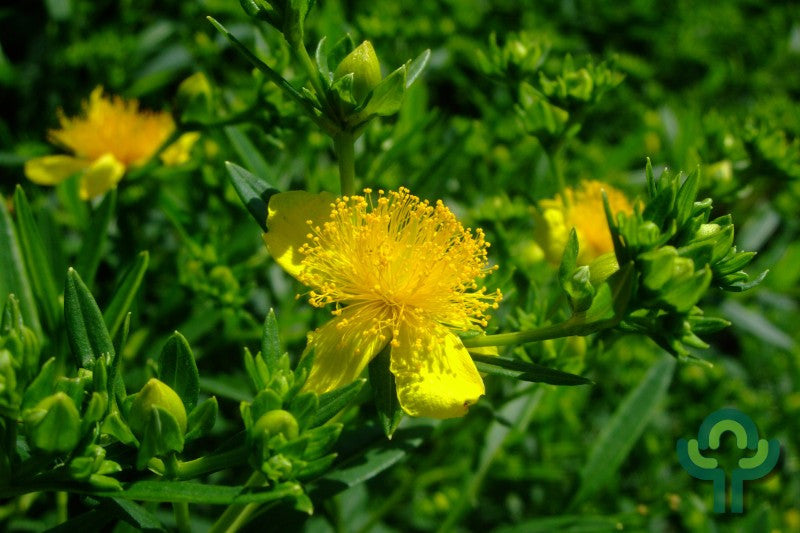 Hypericum kalmianum Sunny Boulevard