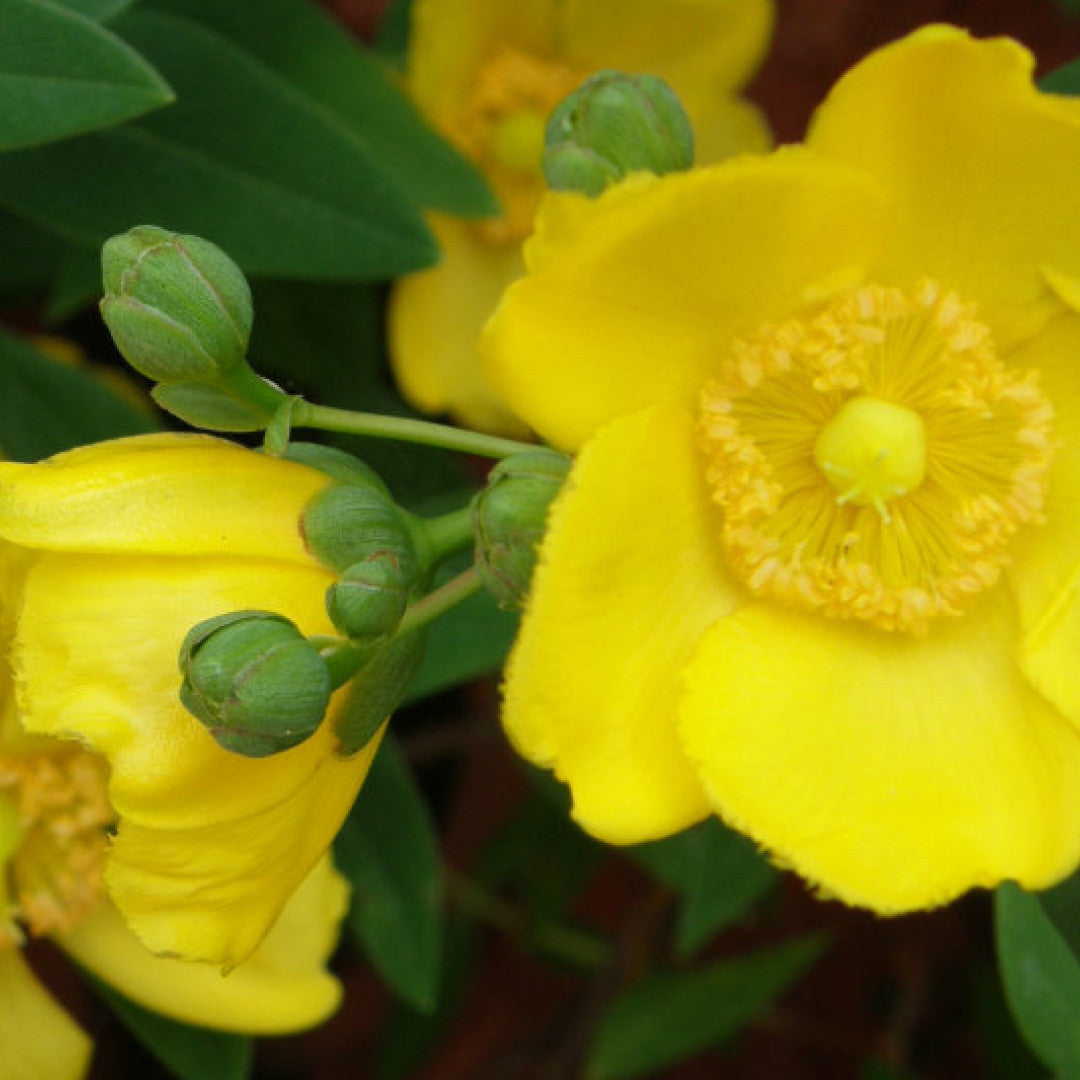 Hypericum moserianum