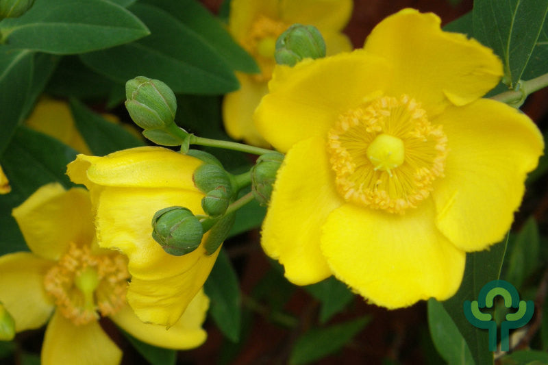 Hypericum moserianum