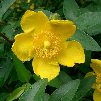Hypericum 'Hidcote'