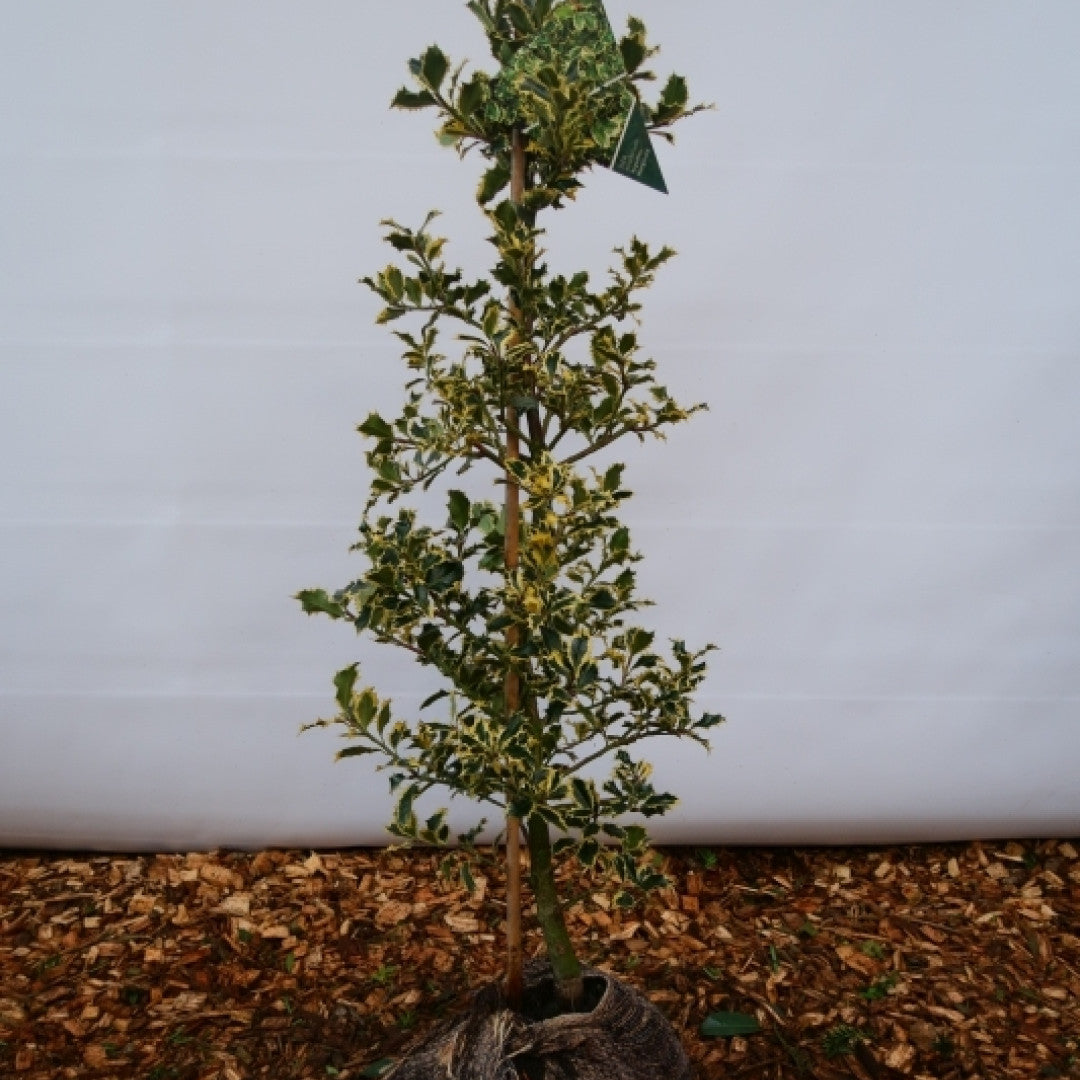 Ilex aquifolium 'Argentea Marginata'