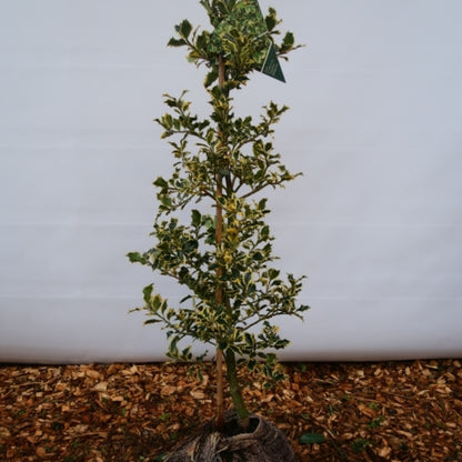 Ilex aquifolium 'Argentea Marginata'