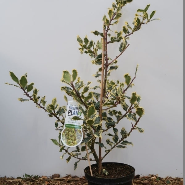 Ilex aquifolium 'Ferox Argentea'