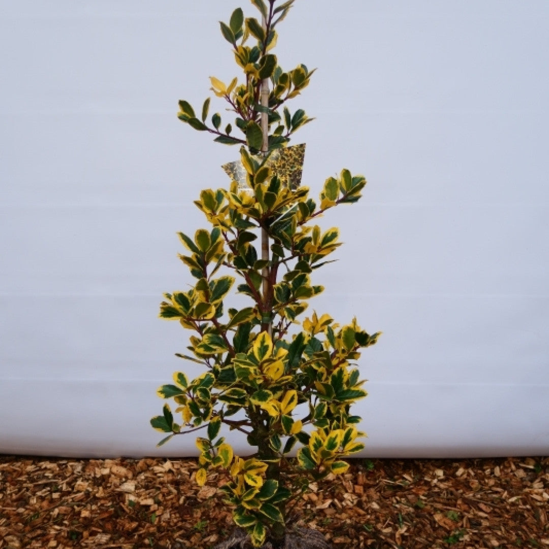 Ilex altaclerensis 'Golden King'