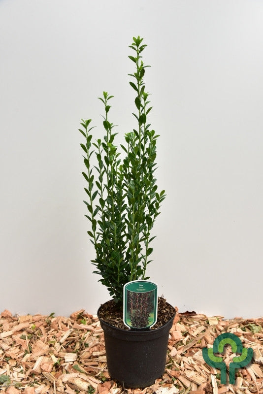 Ilex crenata 'Fastigiata'